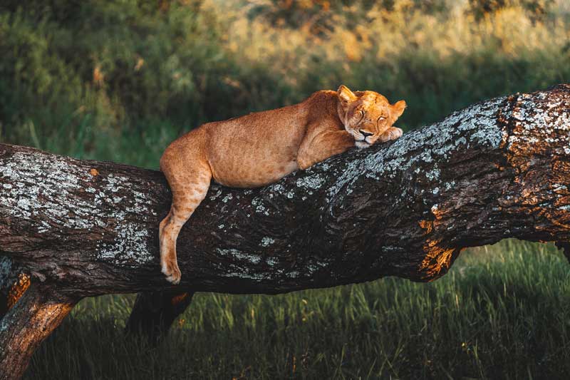 Lion-on-low-tree-sleeping-safari-tanzania