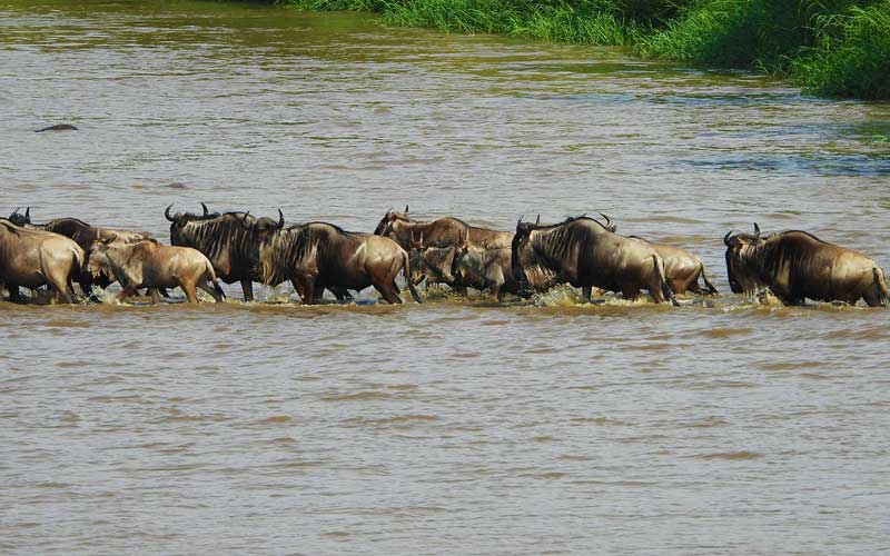 Wildebeest-river-crossing