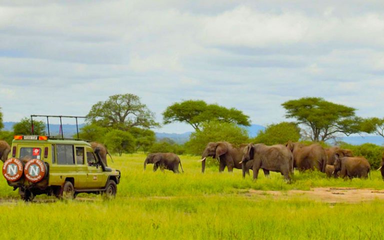 15+ Best Tanzania Safari Companies – For Every Safari Holiday