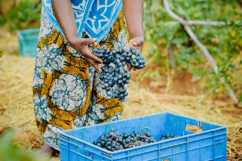 Tanzania-Food-Grapes-Wine