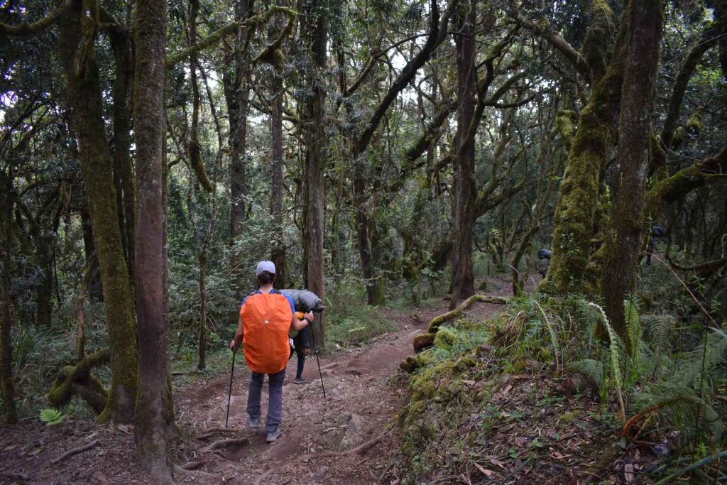 Machame Route Kilimanjaro - Pros, Cons and Interesting Facts